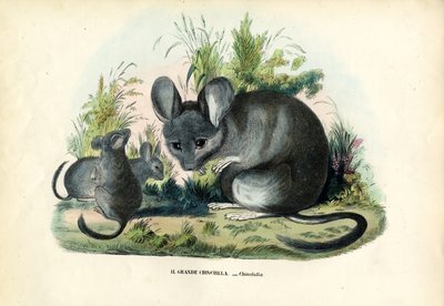 Chinchilla, 1863-79 von Raimundo Petraroja